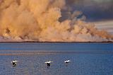 Pelicans In Flight_39778